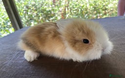 Lionhead rabbits for sale: 5 lionhead bunnies  - Image 7