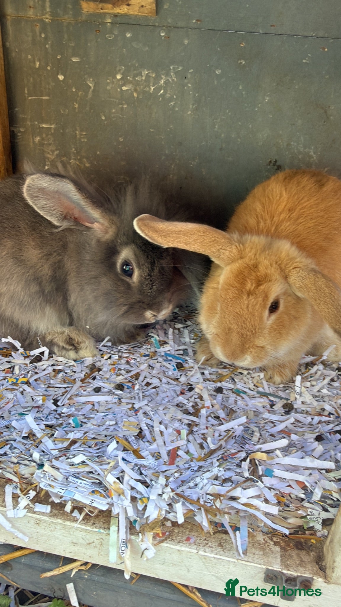Mixed Breed rabbits Rabbits for sale  - Advert 6