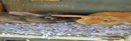Mixed Breed rabbits for sale: Rabbits for sale  - Advert 1