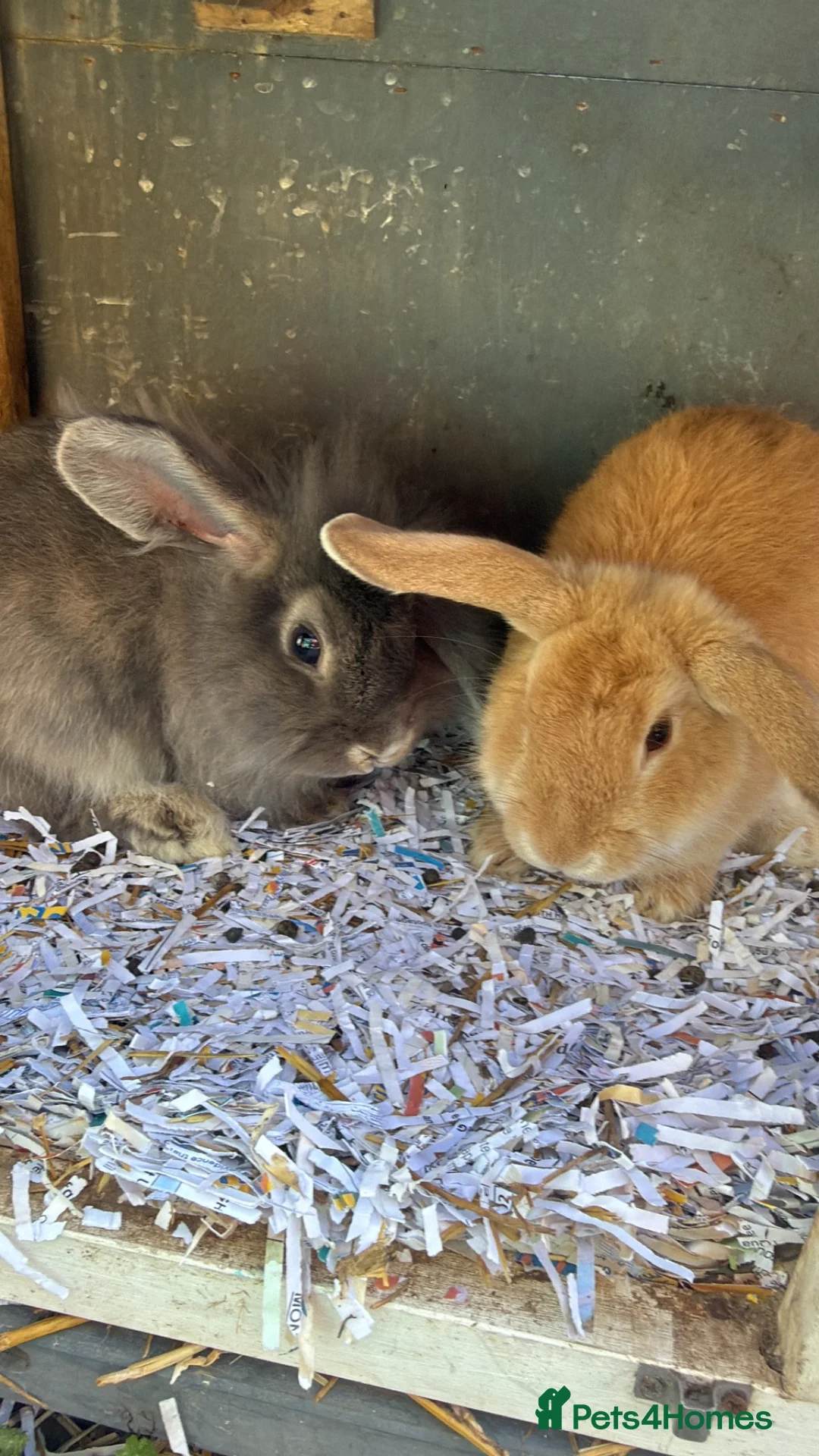 Mixed Breed rabbits for sale: Rabbits for sale  - Advert 1