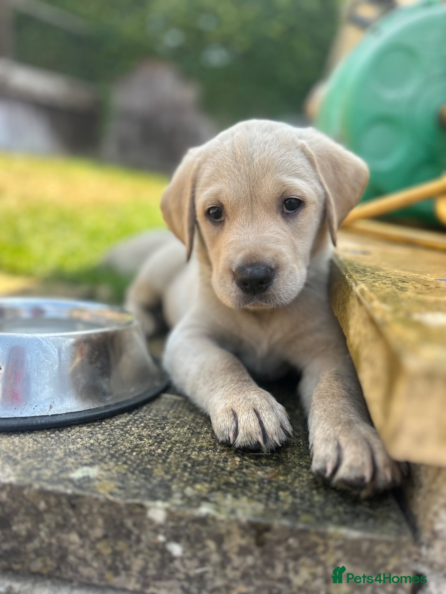 Goldador dogs *Gorgeous Goldador puppies* - Advert 1
