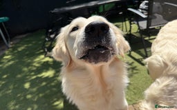 Golden Retriever dogs for sale: 1 year old golden retriever boy - Image 4
