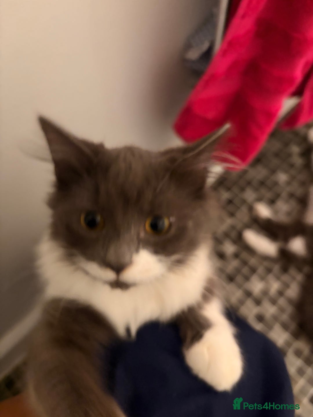 British Longhair cats for sale: 2 Male Kittens - Advert 9