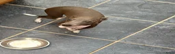 Italian Greyhound dogs for sale: Female Italian Greyhound - Advert 4