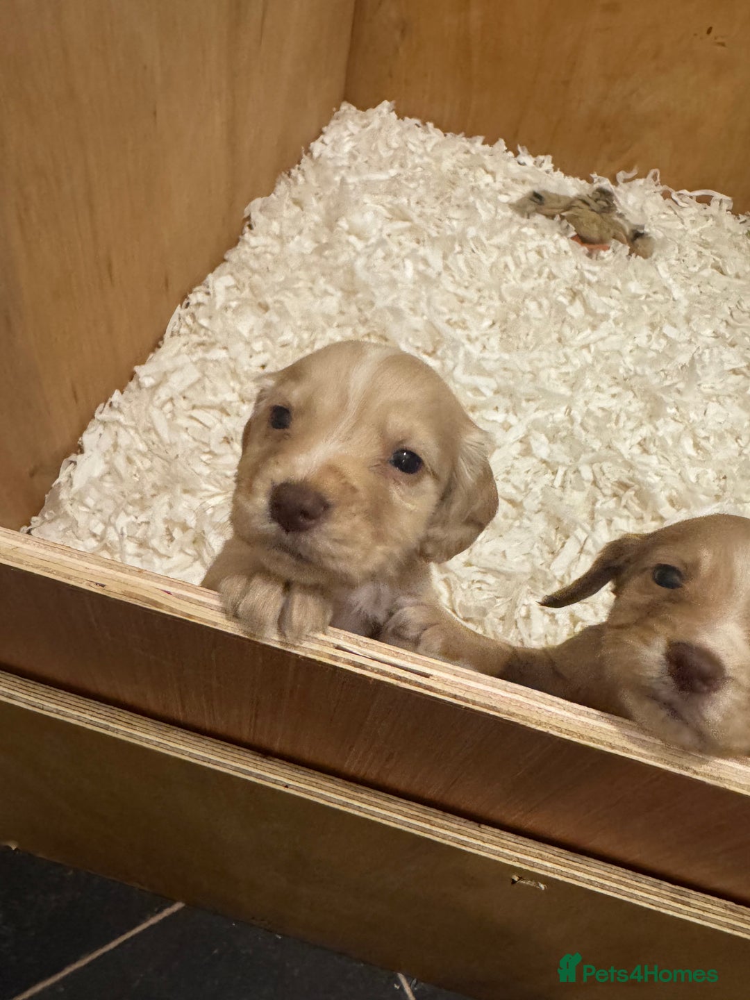 Cocker Spaniel dogs for sale: Kc Working Cocker Spaniel Puppies  - Image 5