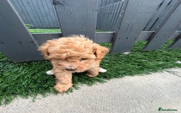 Cockapoo dogs for sale: Beautiful small  cockapoo puppies  - Image 20