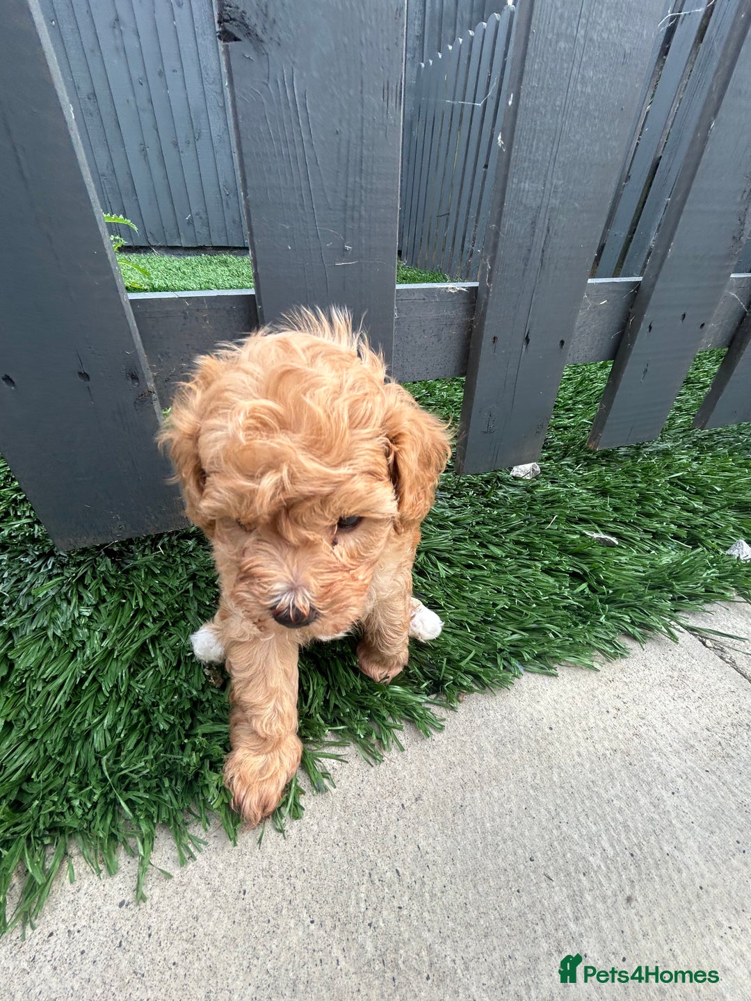 Cockapoo dogs for sale: Beautiful small  cockapoo puppies  - Image 20