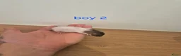 Rat rodents for sale: Baby rats  - Advert 2