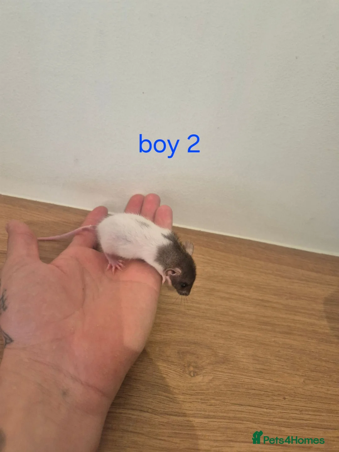 Rat rodents for sale: Baby rats  - Advert 2