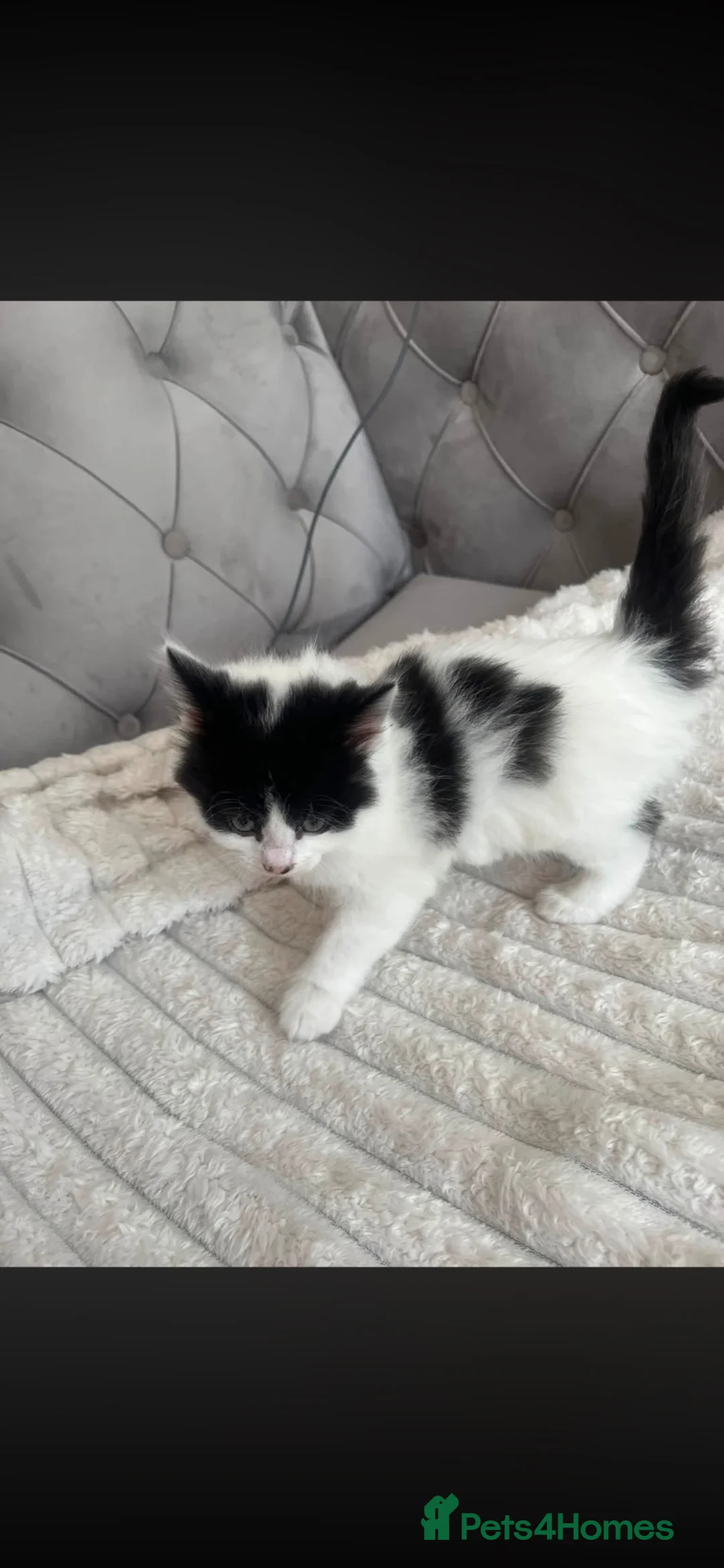 Mixed Breed cats for sale: Kittens in Lancaster - Advert 7