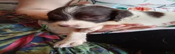 English Springer Spaniel dogs for sale: Ready now english Springer spaniels - Advert 2