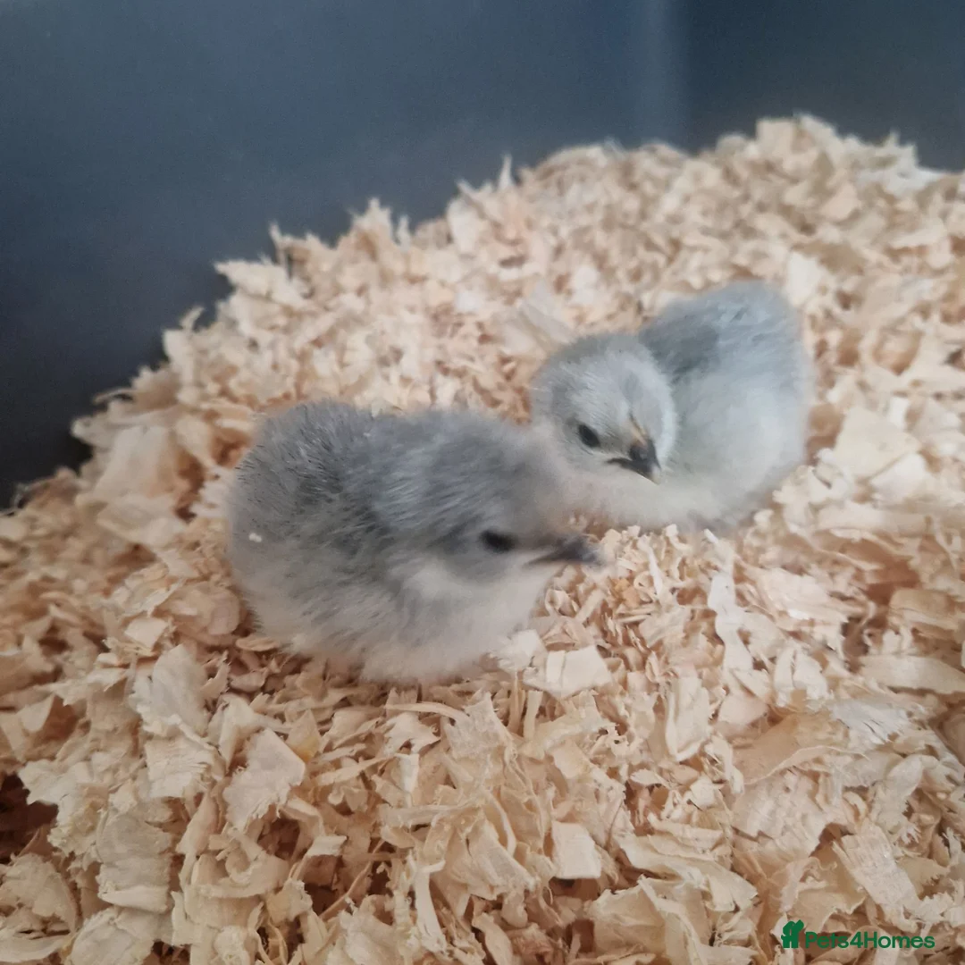 Chickens poultry for sale: Day Old Lavender Pekin Bantam Chicks - Advert 2