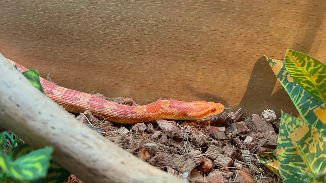Snake reptiles for sale: Corn snake with equipment  - Image 2