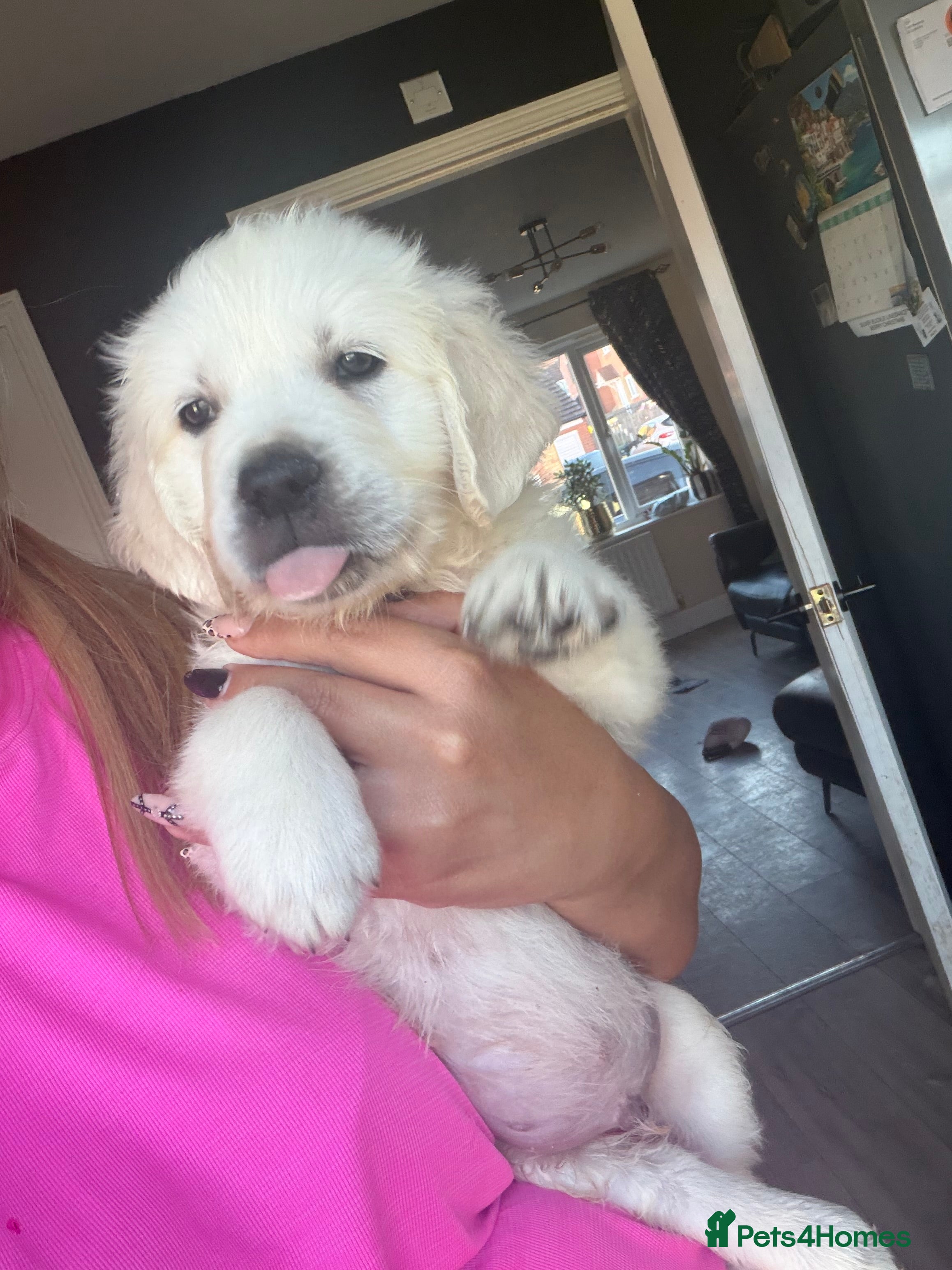 Golden Retriever dogs KC WHITE RETRIEVERS FULLY HEALTH TESTED  - Advert 3