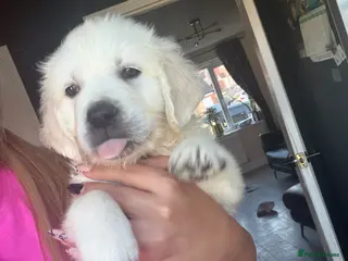 Golden Retriever dogs KC WHITE RETRIEVERS FULLY HEALTH TESTED - Advert 3