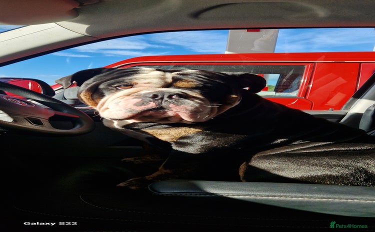 Olde English Bulldogge dogs - Advert 1