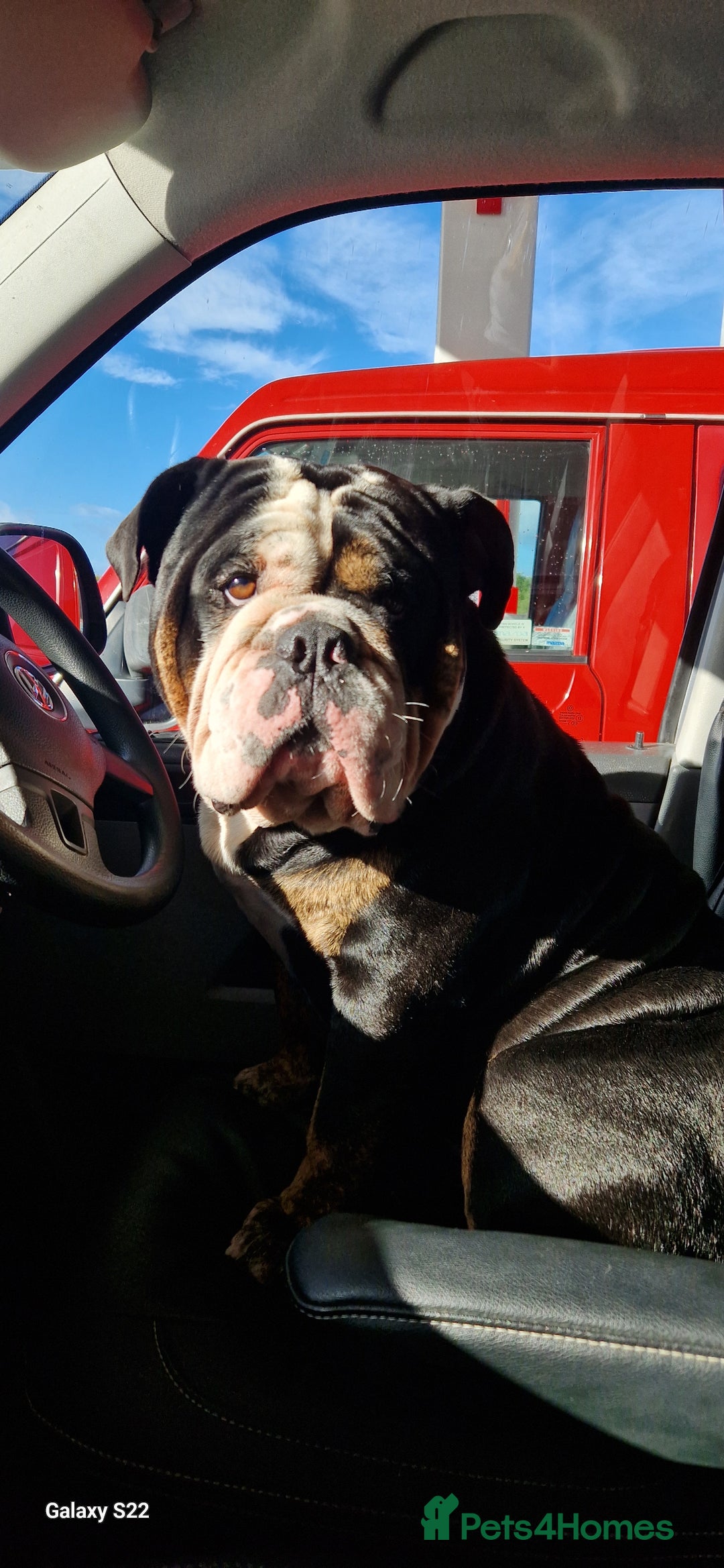 Olde English Bulldogge dogs for stud: Vinnie the olde english bulldogge - Advert 1