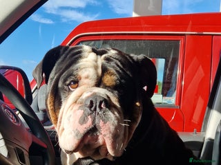 Olde English Bulldogge dogs - Advert 1