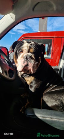 Olde English Bulldogge dogs Vinnie the olde english bulldogge - Advert 18