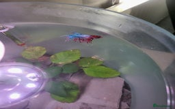 Bettas fish for sale: Cylinder tank, accessories and betta fish - Image 1