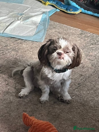 Shih Tzu dogs - Advert 1