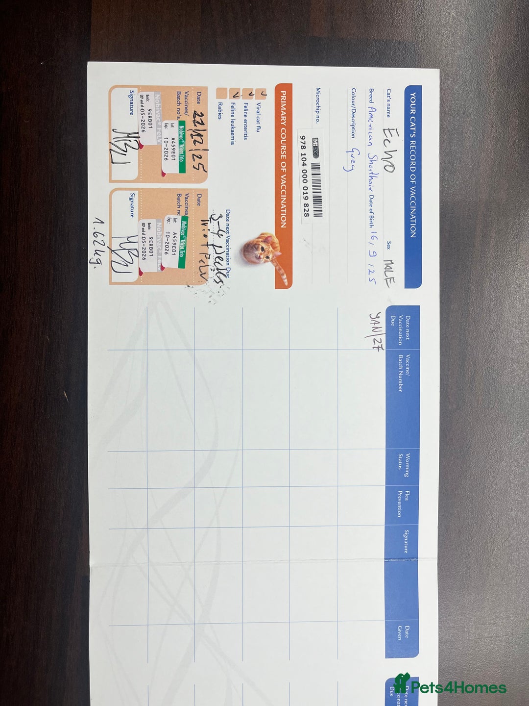 American Shorthair cats for sale: 16 weeks old kitten - Advert 6