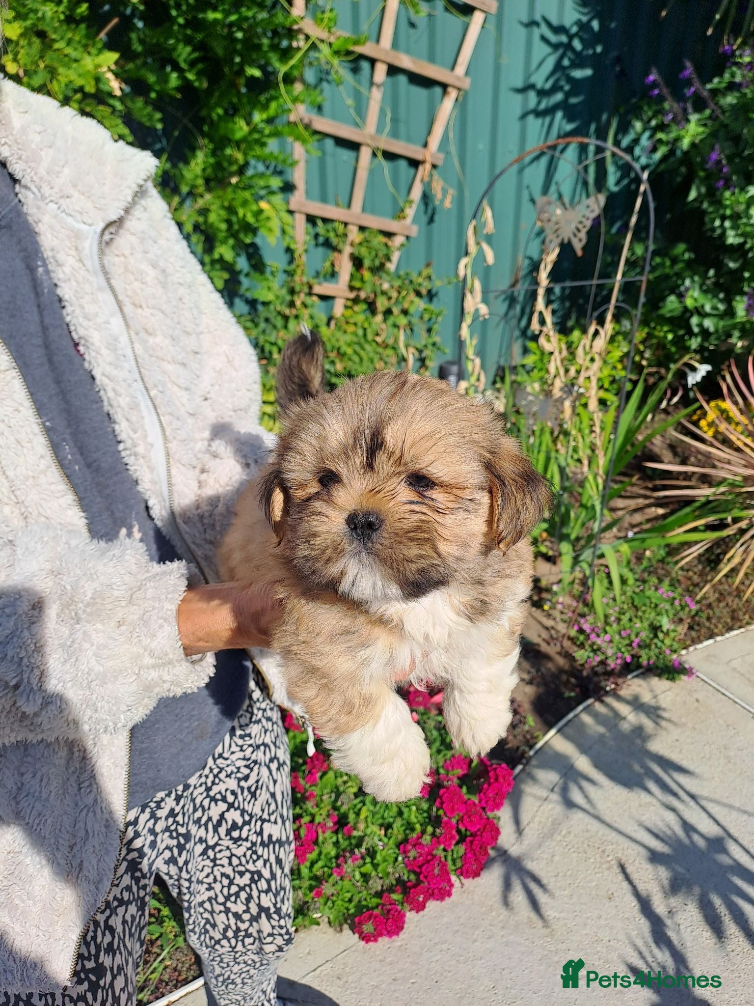 Lhasa Apso dogs Lhasa Apso Puppies  - Advert 2