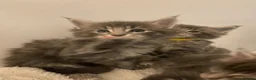 Maine Coon cats for sale: Ready to go! 3 Maine Coon Females  - Advert 4