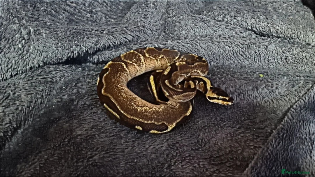 Python Snake reptiles for sale: Baby ball python 🐍 - Advert 3