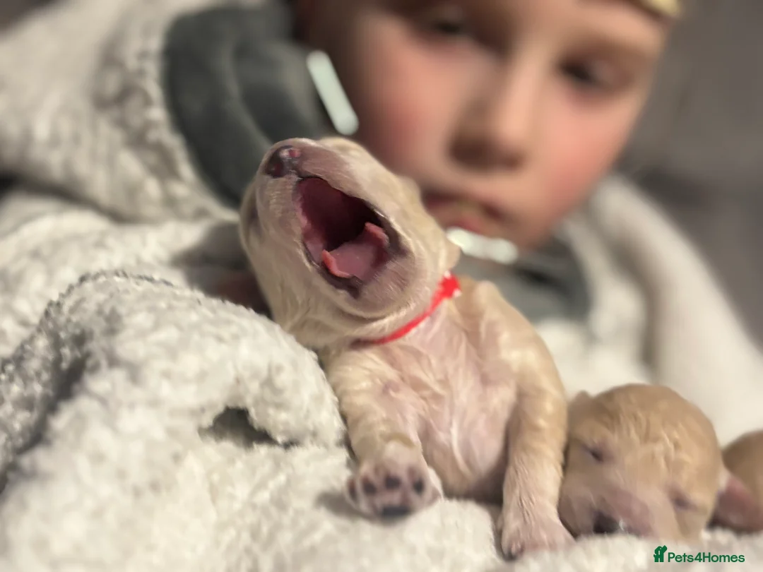 Poochon dogs for sale: Beautiful Poochon Puppies  - Advert 19