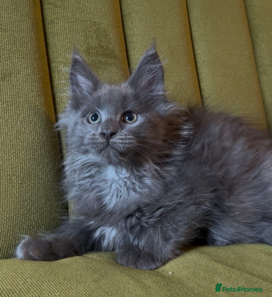 Maine Coon cats for sale: Maine Coon girls READY NOW Russian sired  - Image 16