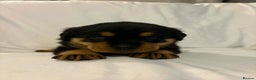Rottweiler dogs for sale: Stunning Rottweiler puppies - Advert 6
