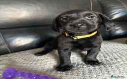 Labrador Retriever dogs for sale: Beautiful black Labrador pups - Advert 9