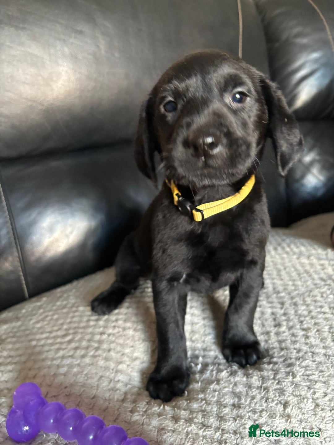 Labrador Retriever dogs for sale: Beautiful black Labrador pups - Advert 9