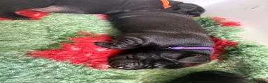 Labrador Retriever 3