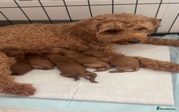 Cavapoo dogs for sale: Adorable cavapoo puppies for sale  - Advert 14