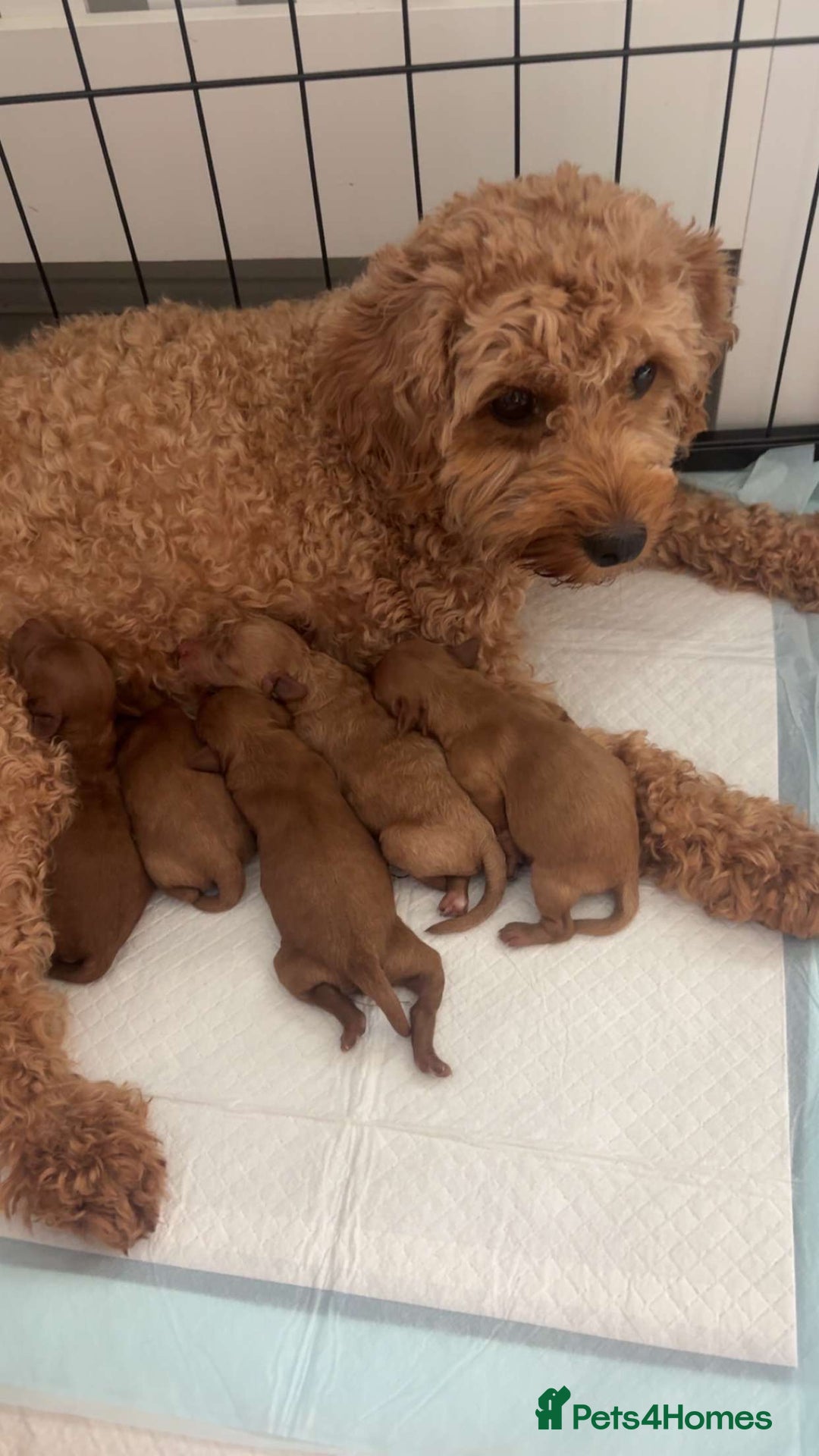 Cavapoo dogs for sale: Adorable cavapoo puppies for sale  - Advert 14