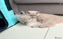 British Shorthair cats for sale: British Short Hair kittens x2 boys left  - Image 7