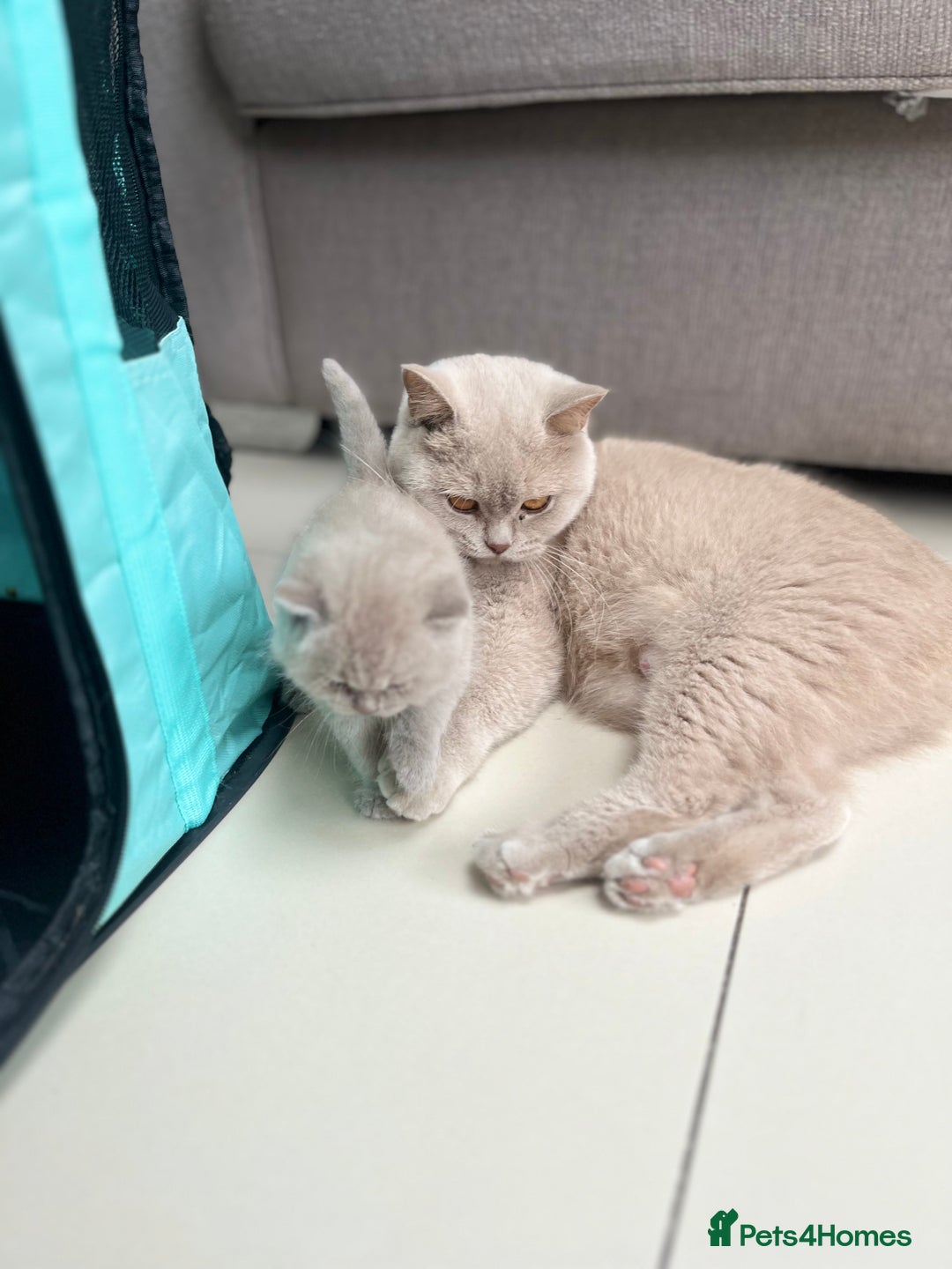 British Shorthair cats for sale: British Short Hair kittens x2 boys left  - Image 7