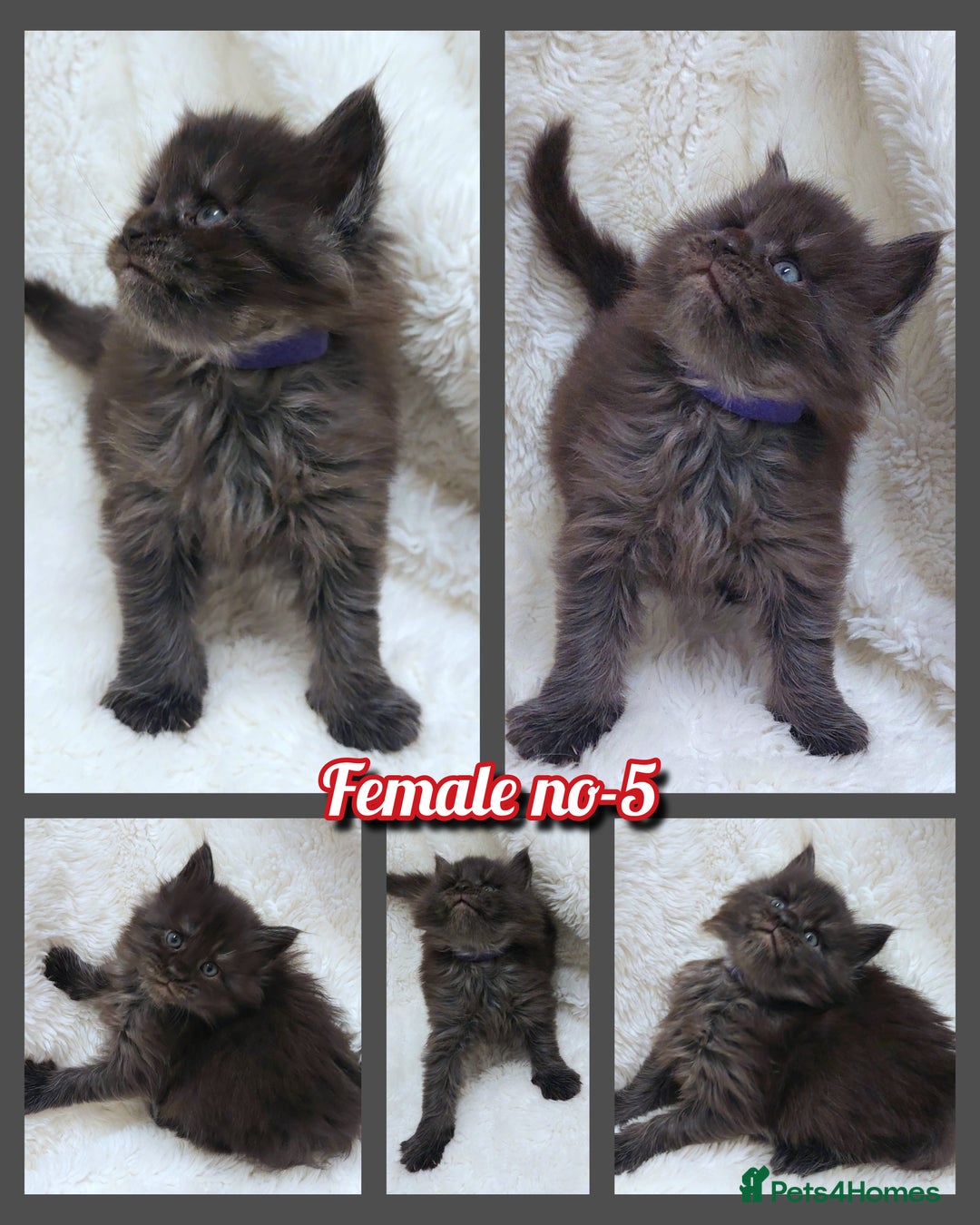 Maine Coon cats for sale: Beautiful Russian Bloodline babies  - Advert 6
