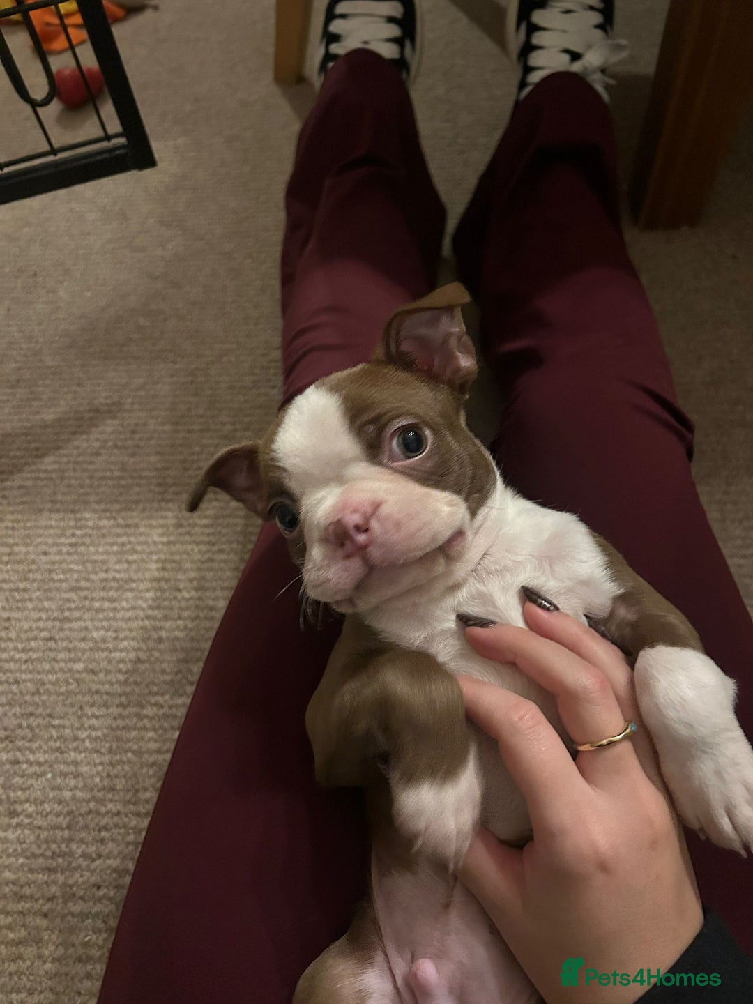 Boston Terrier dogs for sale: 🐾 Last Boston Terrier pup available 🐾 - Advert 18