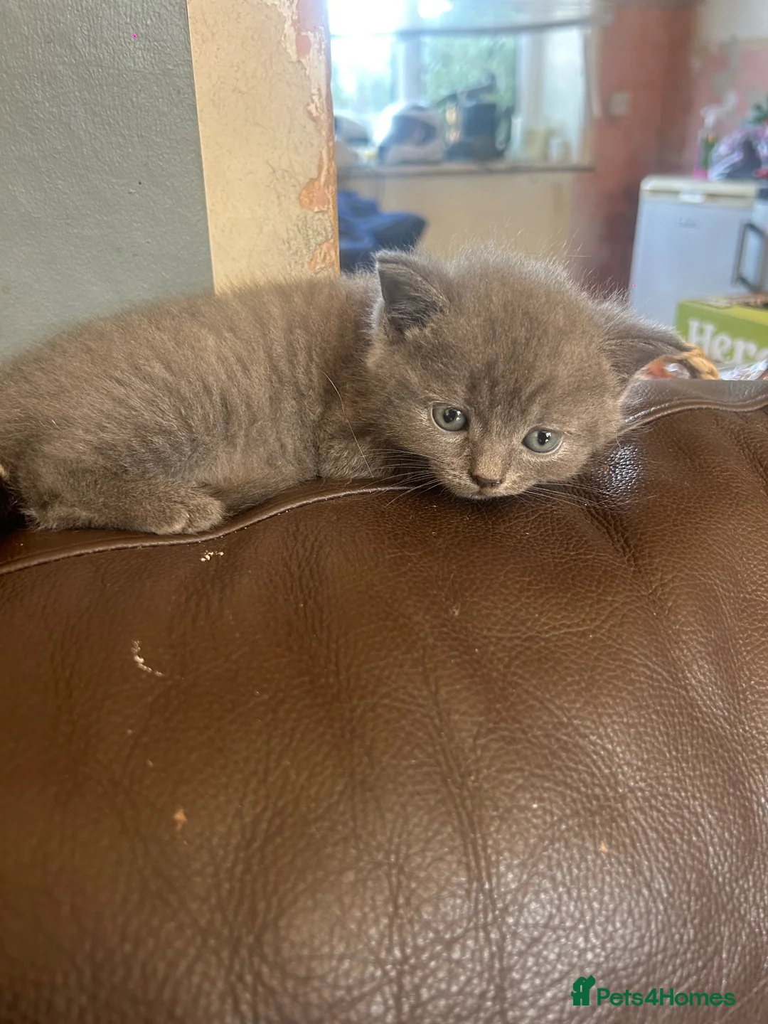 Mixed Breed cats for sale: Make kitten needing a home - Advert 3