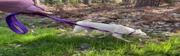 Mixed Breed dogs for adoption: Looby Lou - March Cambs  in March - Advert 3