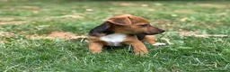 Jack Russell dogs for sale: Three gorgeous jack russell pups  - Advert 16
