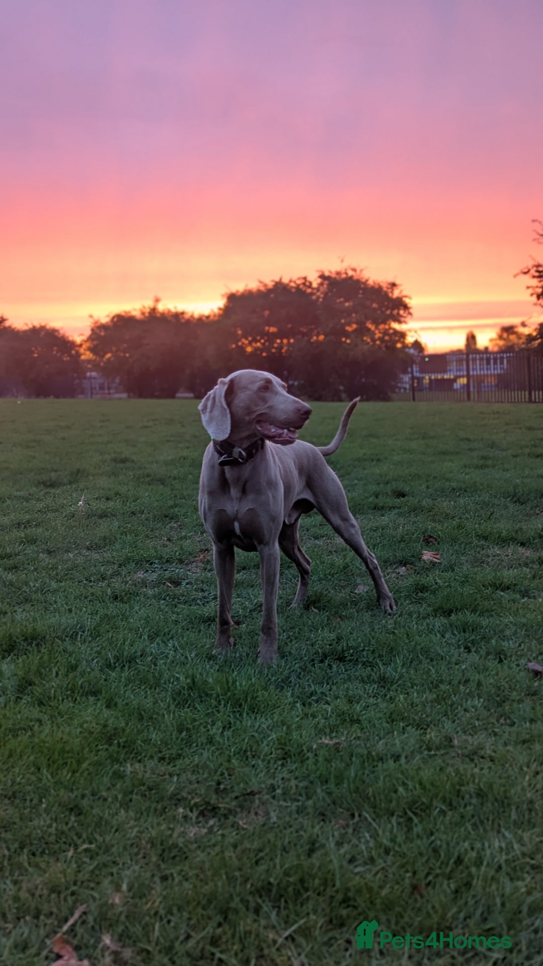 Weimaraner dogs for stud: Dog For Breeding  - Advert 2