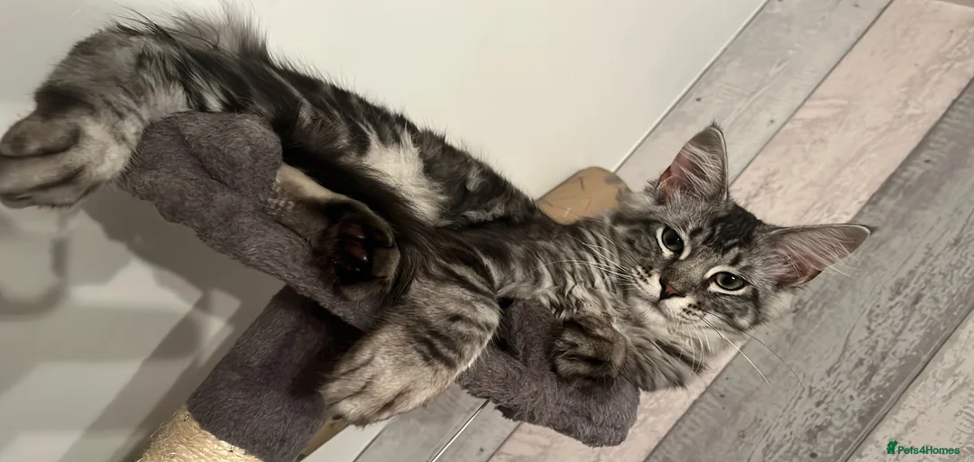 Gallery Image {{count}}