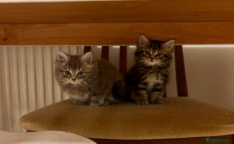 Mixed Breed cats Three Cute Kittens Available  - Advert 1