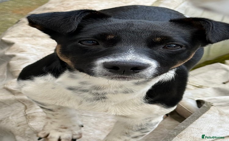 Jack Russell dogs Murphy - Advert 9