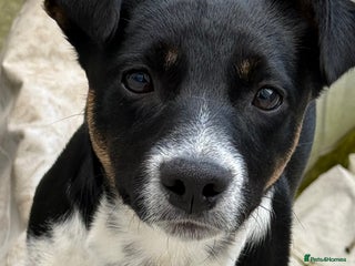 Jack Russell dogs for sale: Murphy - Advert 1