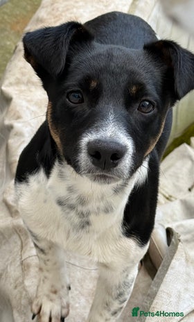 Jack Russell dogs Murphy - Advert 1